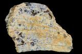 Fossil Tyrannosaur Tooth Fragment - Aguja Formation, Texas #116631-1
